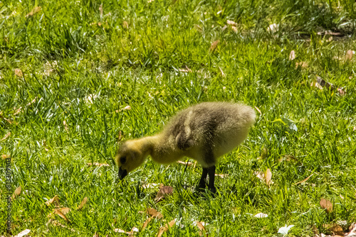 gosling on the grass
