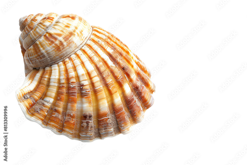 Seashell isolated on transparent background
