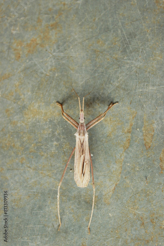 Insect known as Predator Bedbug or Assassin Bedbug, species Stenopoda Spinulosa, subfamily Stenopodainae, family Reduviidae, suborder Heteroptera and order Hemiptera. On a stone floor. photo