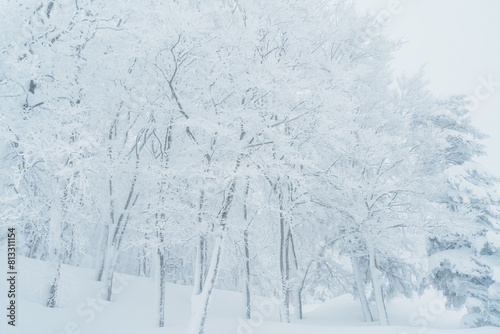 Wallpaper Mural View of Snow monster in Winter day at Mount Zao, Yamagata prefecture, Japan. powder snow covered in frosty weather. Travel, Adventure and Vacation background Torontodigital.ca