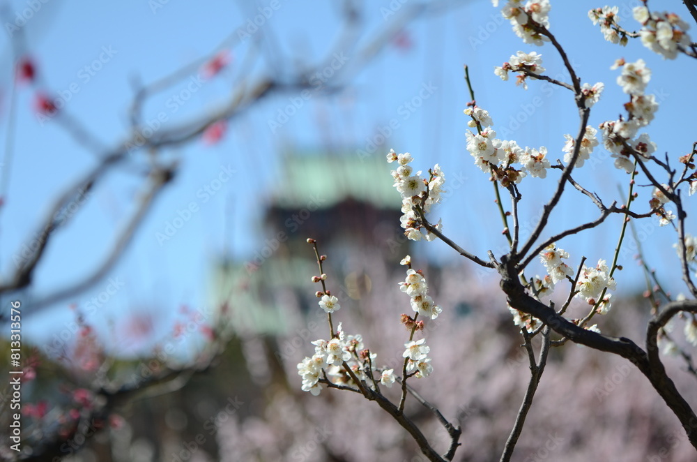 【大阪】大阪城公園に咲く梅と大阪城天守 【大阪】大阪城公園に咲く梅と大阪城天守