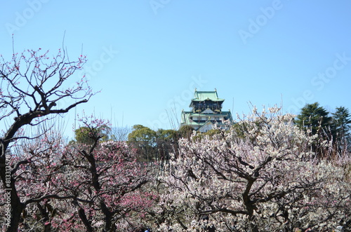 【大阪】大阪城公園に咲く梅と大阪城天守