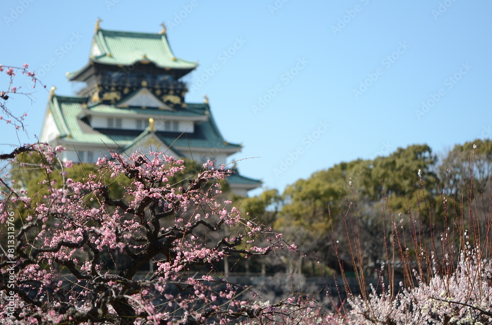 【大阪】大阪城公園に咲く梅と大阪城天守