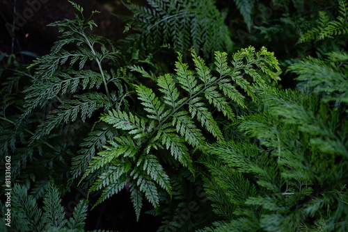 A fern in the Botanical garden of Moscow