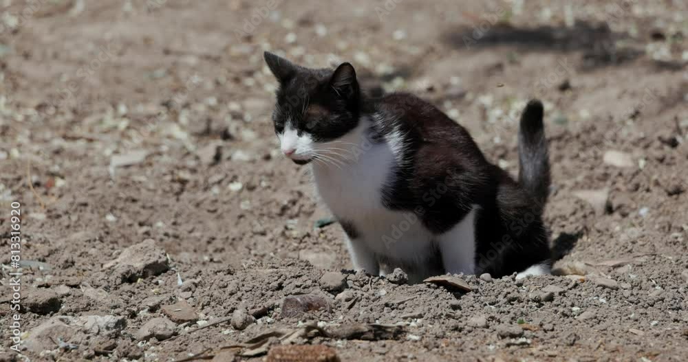 Bicolor Cat Peeing, Pooping On The Ground. - close up shot Bicolor Cat Peeing, Pooping On The Ground. - close up shot