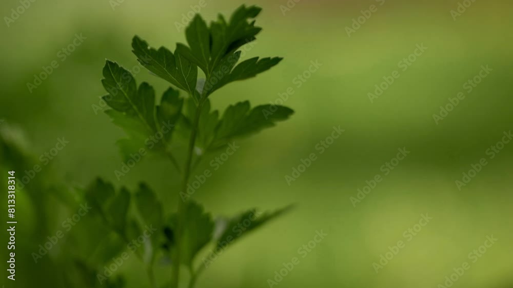parsley leaves with soft focus background emphasizing freshness and vitality of herb green shades and gentle lighting create a tranquil and natural setting, perfect for culinary and gardening themes. parsley leaves with soft focus background emphasizing freshness and vitality of herb green shades and gentle lighting create a tranquil and natural setting, perfect for culinary and gardening themes.