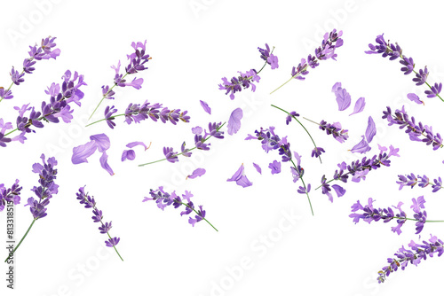 Purple lavender floral frame on white background with spring blossom © masud