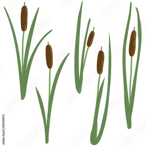lesser bulrush, narrowleaf cattail, reedmace, vector drawing wild plants at white background, set of floral elements, hand drawn botanical illustration