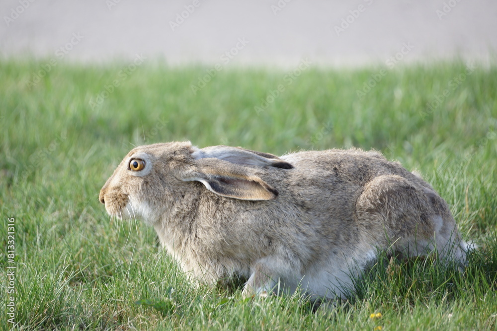 Fototapeta premium Bunny looking forward on green grassy field, brown eyes light up by sun, macro, detailed