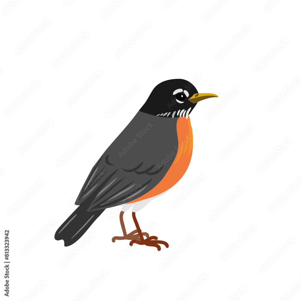 Fototapeta premium vector drawing bird, hand drawn American robin ,Turdus migratorius , isolated nature design element