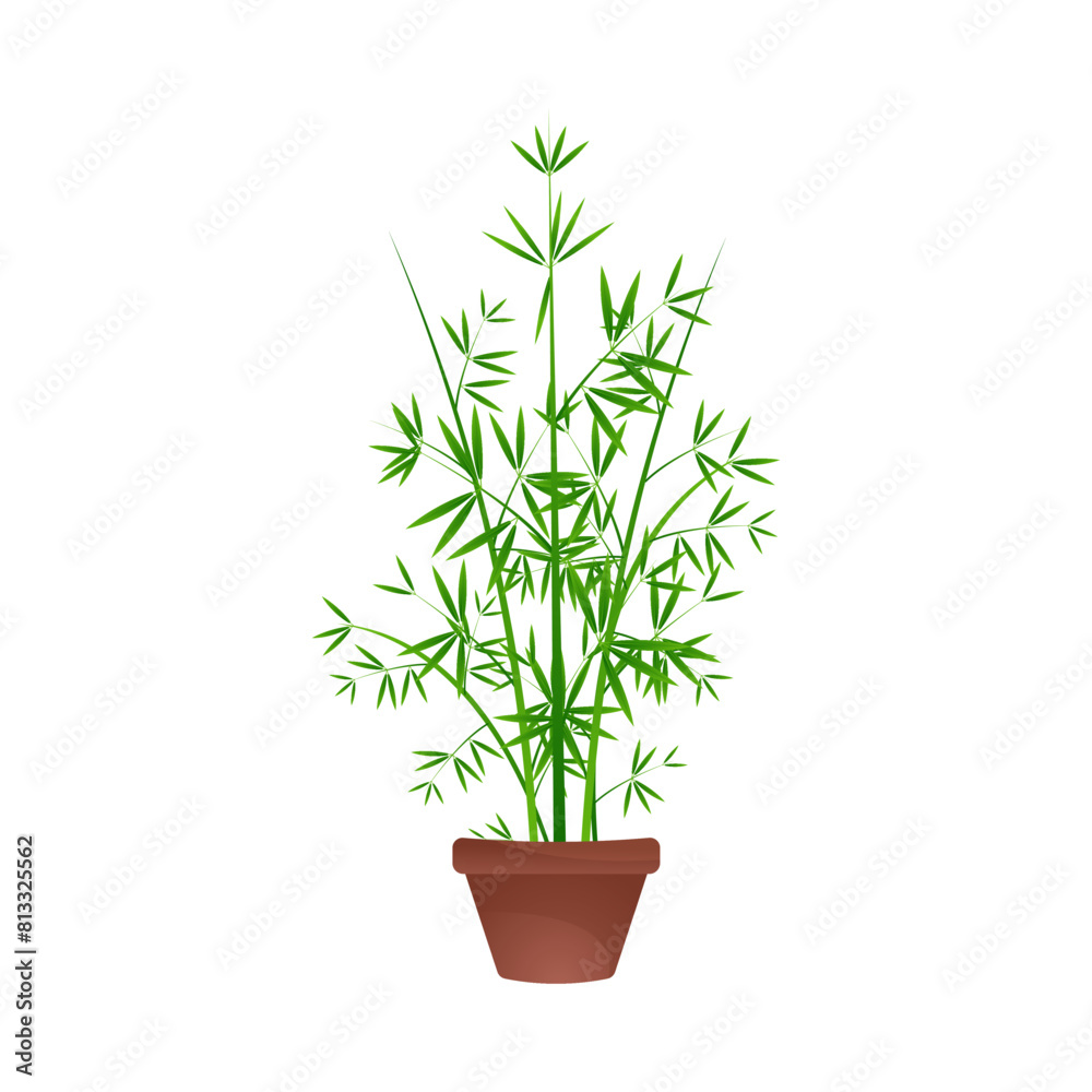 Fototapeta premium decorative bamboo tree in a clay pot