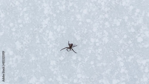 A spider in January in the snow. Rarely do you see spiders in winter and snow.