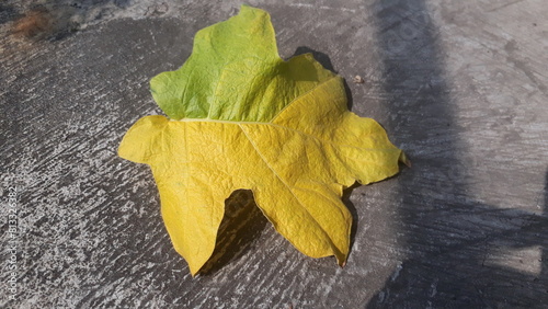 Fallen eggplant yellow leaf