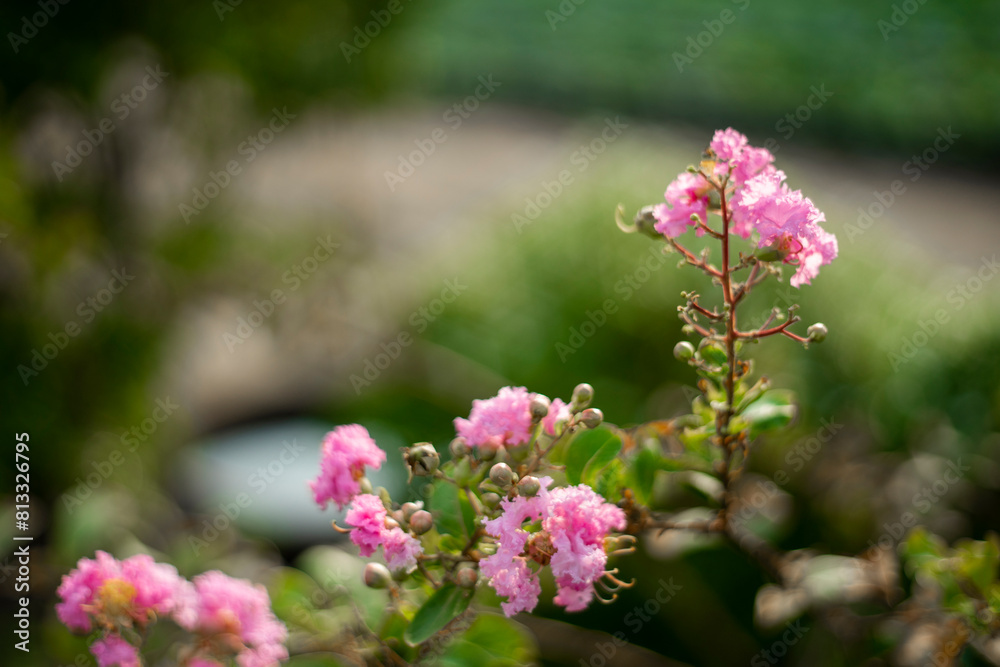 Obraz premium over-fertilizing can decrease the cold hardiness because Lagerstroemia indica stimulates new growth late in the season that does not have time to harden off.