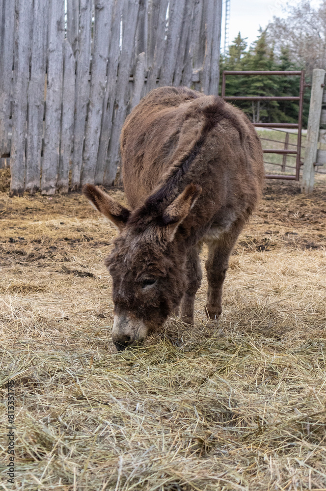Rural scene on a farm of one brown miniature donkey eating straw in a corral with a weathered wooden fence. Rural scene on a farm of one brown miniature donkey eating straw in a corral with a weathered wooden fence.