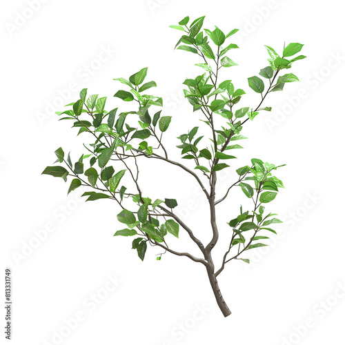 tree branch on transparent background