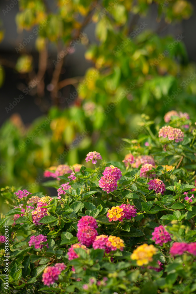 the Lantana camara grows wild and grows to the extent that the government here has to order all of these Lantana camara to be destroyed, the Lantana camara grows wild and grows to the extent that the government here has to order all of these Lantana camara to be destroyed,