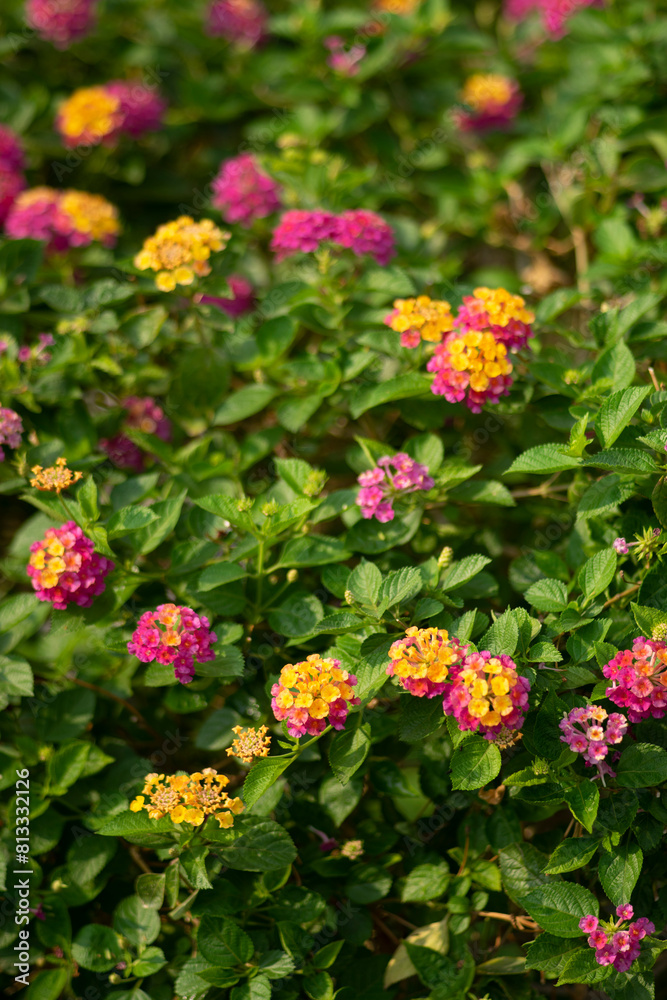 the Lantana camara grows wild and grows to the extent that the government here has to order all of these Lantana camara to be destroyed, the Lantana camara grows wild and grows to the extent that the government here has to order all of these Lantana camara to be destroyed,