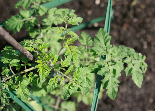 Tomato plant with stakes and support arms in spring garden. Top view of green tomato branch in garden on a sunny day. Sweet Million Cherry Tomato plant, determinant bush tomato. Selective focus.