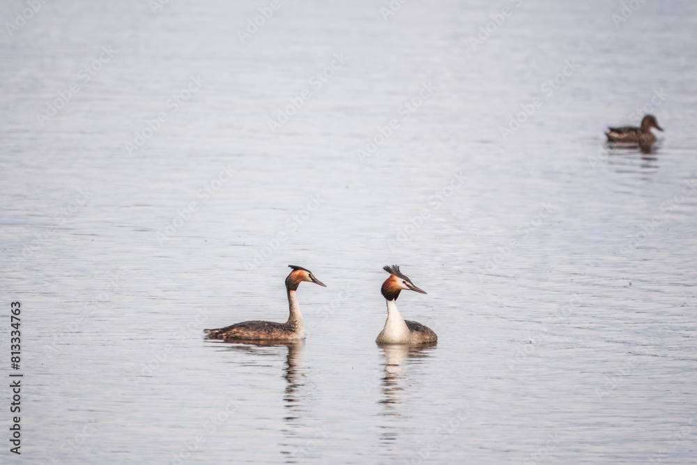 Two Great Crested Grebes swim in the lake Two Great Crested Grebes swim in the lake