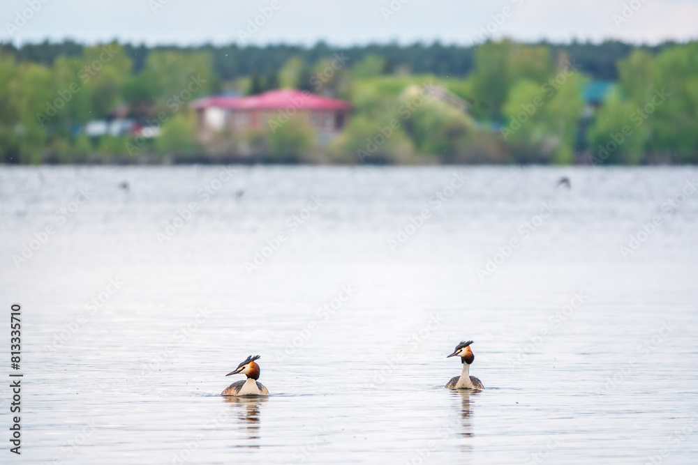 Two Great Crested Grebes swim in the lake Two Great Crested Grebes swim in the lake