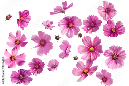 Pink and white flowers blooming against a vibrant pink background, embodying the beauty of nature's floral wonders