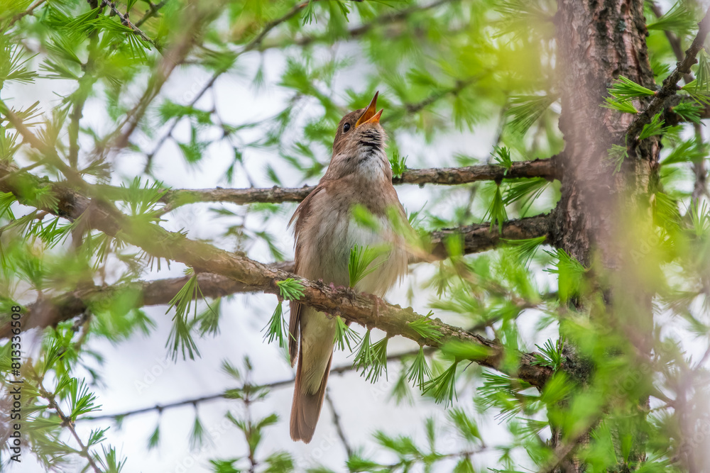 Thrush Nightingale, Luscinia luscinia. A bird sits on a tree branch and sings Thrush Nightingale, Luscinia luscinia. A bird sits on a tree branch and sings