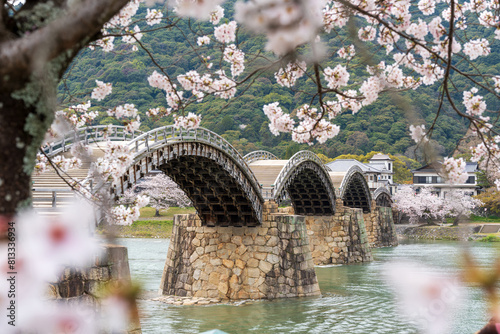 Kintai Bridge Sakura festival. Cherry blossoms along the Nishiki River bank. Iwakuni, Yamaguchi Prefecture, Japan. photo