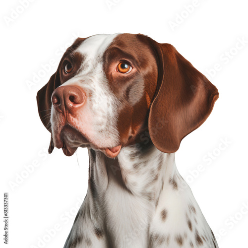German shorthaired pointer head close up, isolated on white background
