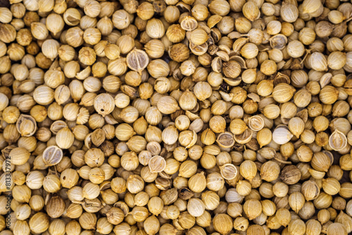 portrait of coriander used for seasoning 