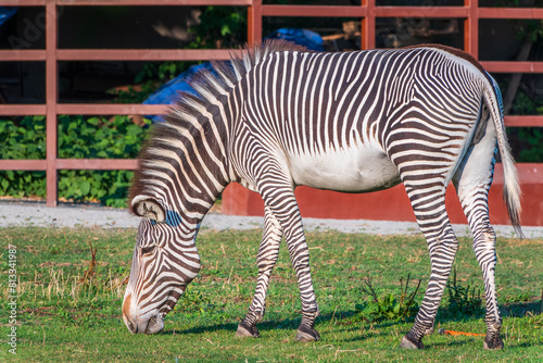 Grevy s zebra  lat Equus grevyi  also known as the imperial zebra eats green grass.