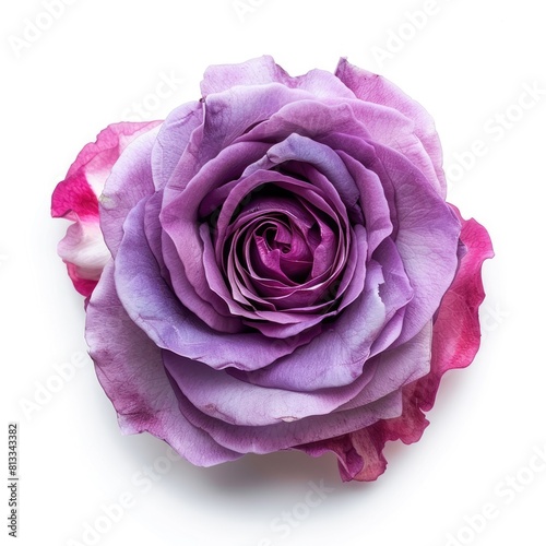 Purple Rose isolated on white background  