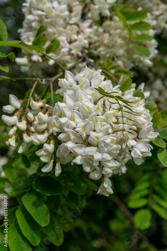 The white flowers of Robinia pseudoacacia. Black Locust False Acacia blooming in the spring.
