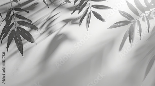 Abstract silhouette shadow white background of natural leaves tree branch falling on wall. blurry shadow of tropical leaves morning sun light  