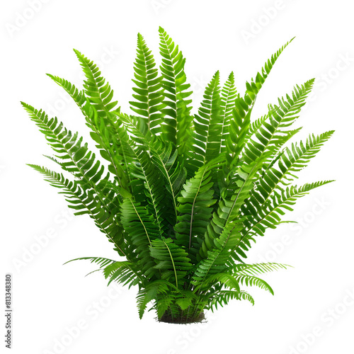 A lush  full green fern with intricate fronds  beautifully isolated on a white background  perfect for indoor and outdoor settings.