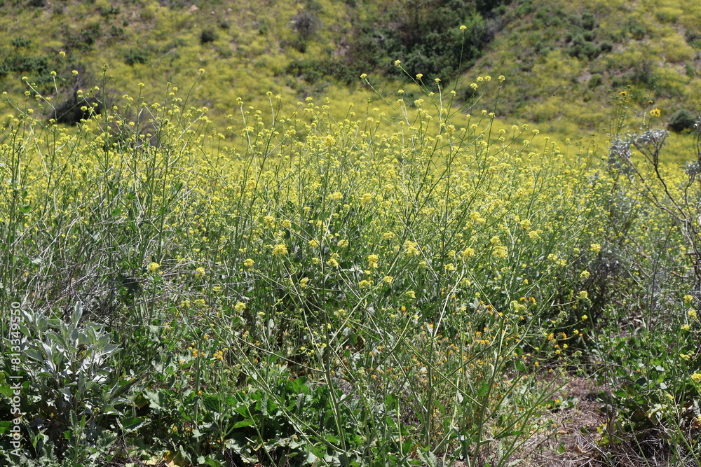 Obraz premium Yellow Wildlife flower Field on the mountain hiking trail