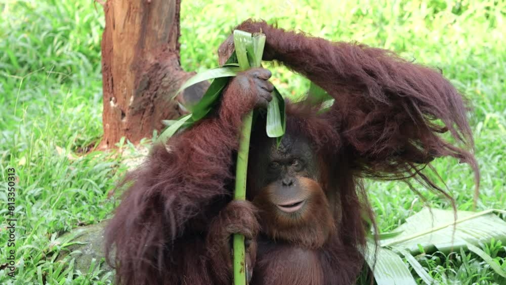 Sumatran Orang Utan relaxing on grass background outdoor.