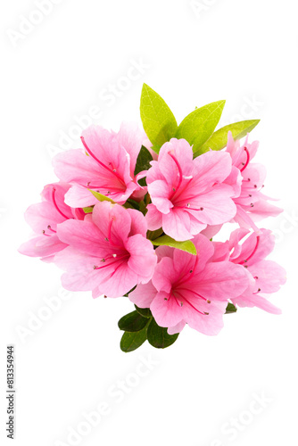                         Rhododendron indicum