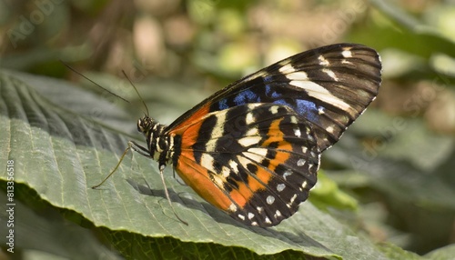 close shot of a beautiful butterfly