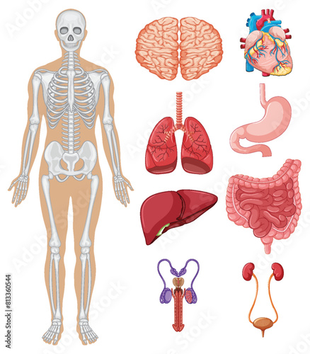 Detailed illustration of various human organs and skeleton