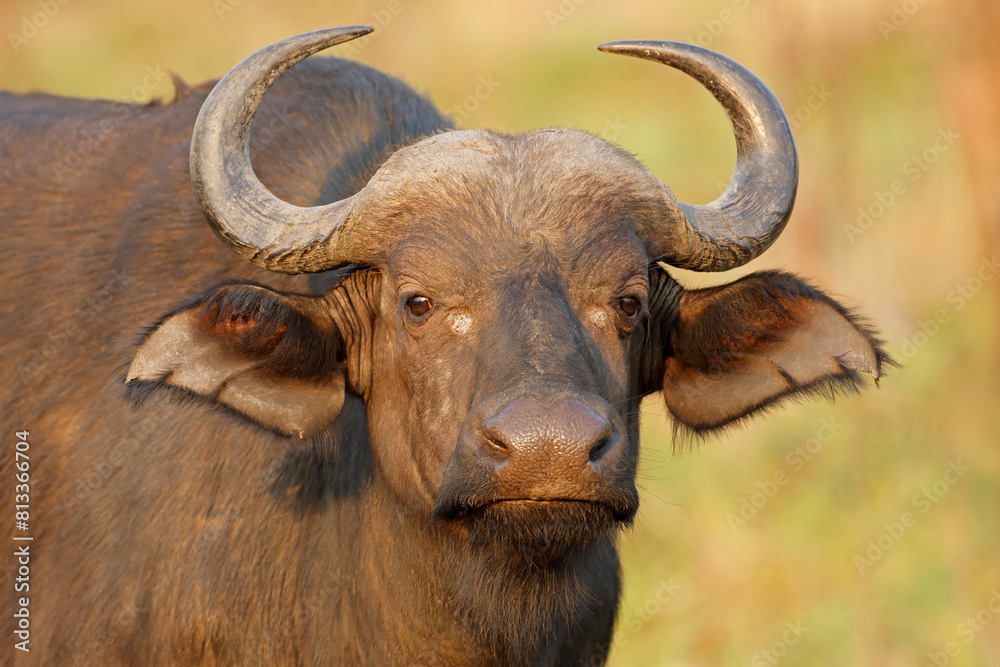 Fototapeta premium Portrait of an African or Cape buffalo (Syncerus caffer), Kruger National Park, South Africa.