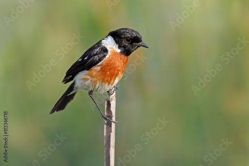 A male African stonechat (Saxicola torquatus) perched on a branch, South Africa. photo