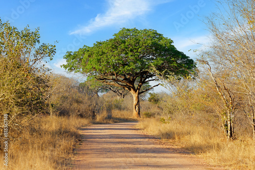 Beautiful large pod mahogany (Afzelia quanzensis) tree, Kruger National Park, South Africa. photo