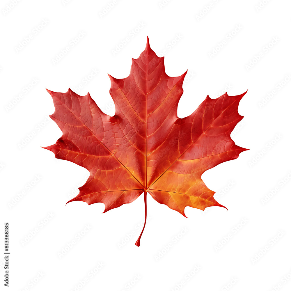 Obraz premium Isolated Transparent Autumn Maple Leaf