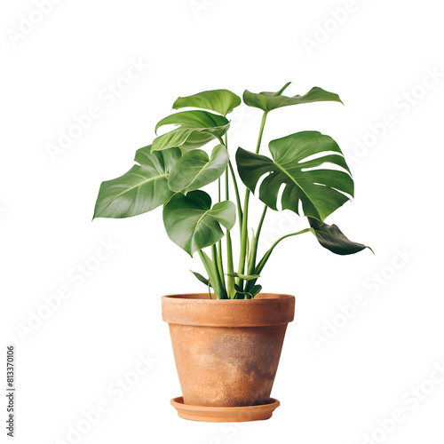 a photo of a Monstera deliciosa in brown pot  minimal style  houseplant
