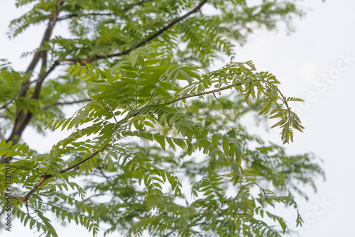 The leaves of the green acacia tree have a long  curved and narrow shape  with lush branches that form an open crown structure. The background is a white sky