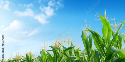 Corn field with blue sky and white clouds agricultural landscape background
 photo