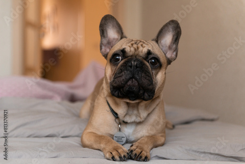 French bulldog at home portrait