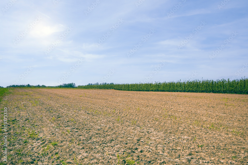 A field of corn is shown with a clear blue sky in the background. Countryside landscape A field of corn is shown with a clear blue sky in the background. Countryside landscape