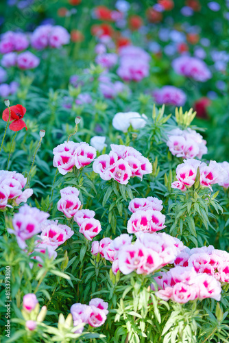 ゴデチアが咲く庭